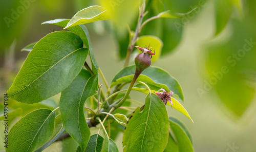 Fényképezés Small pears on a tree in spring.