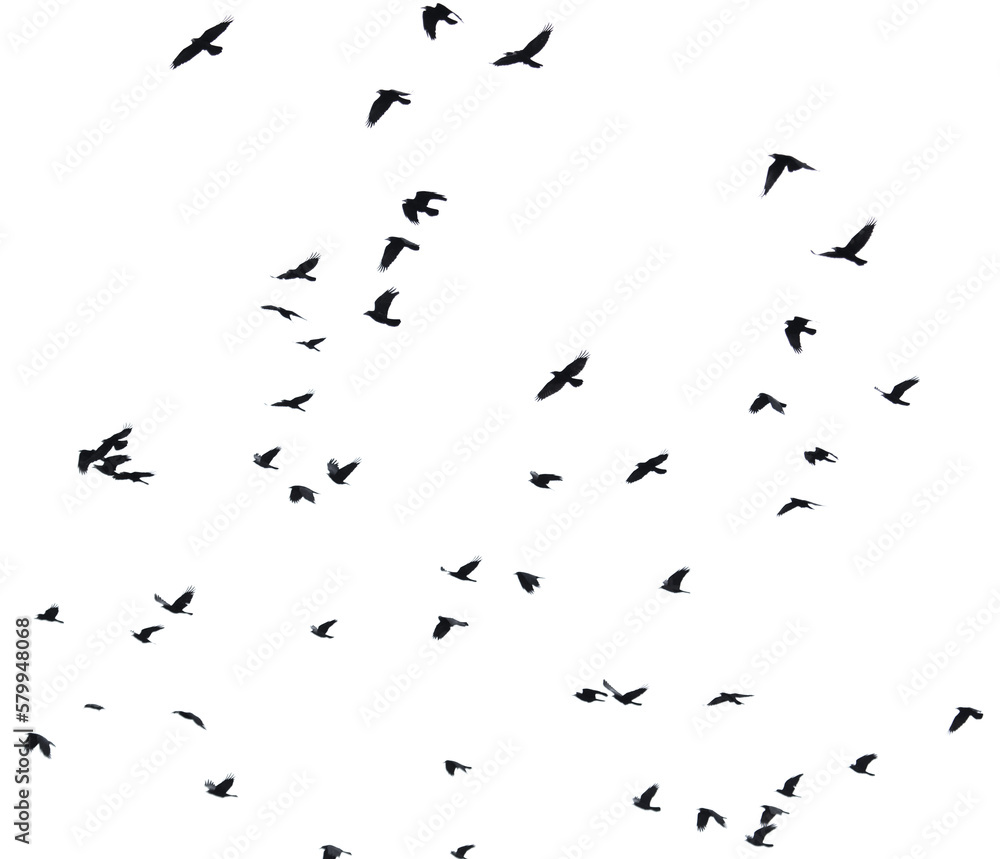 Obraz premium Flock of raven birds isolated on white