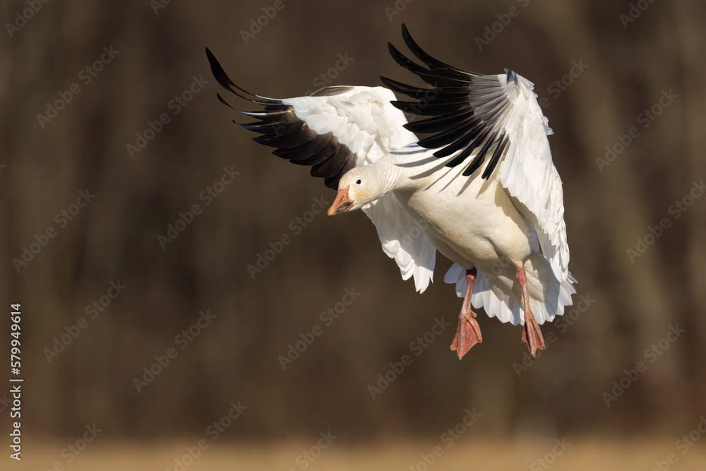 Obraz premium A Snow Goose Coming in for a Landing