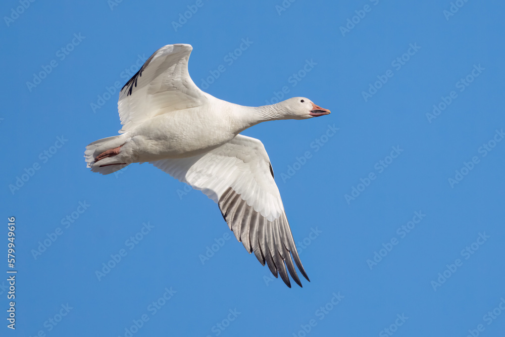 Fototapeta premium A Snow Goose Flying Across the Lake