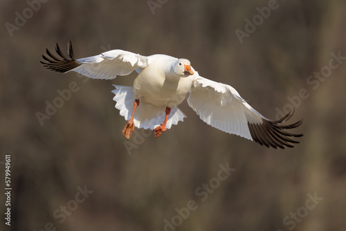 A Snow Goose Coming in for a Landing