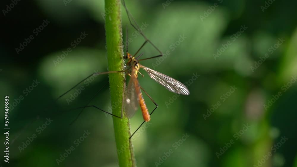 Tipula Insect On Green Stem Shallow Depth Of Field Tipula Insect On Green Stem Shallow Depth Of Field
