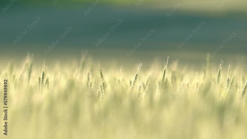 Barley Field Gently Swaying in the Wind With Soft Sunrise Light Barley Field Gently Swaying in the Wind With Soft Sunrise Light