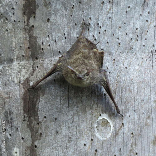 Long Nosed bat – Rhynchonycteris naso in Peru, Tambopata National Reserve, Lago Sandoval