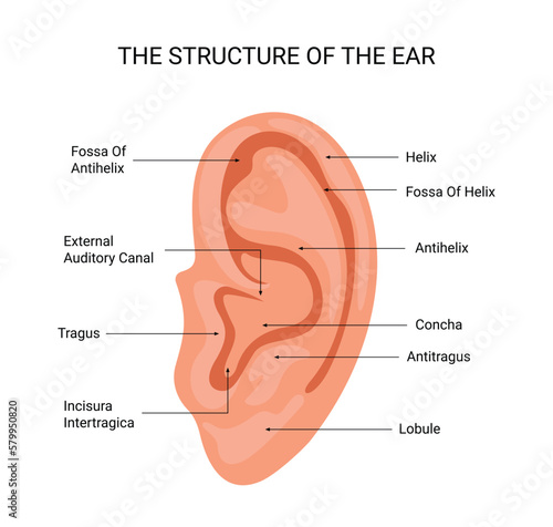 Structure of the human ear vector photo
