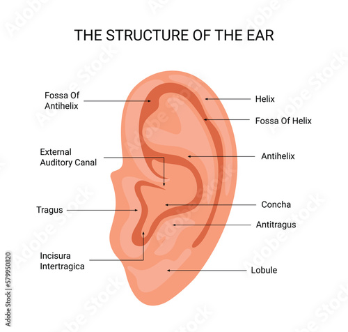 Structure of the human ear vector