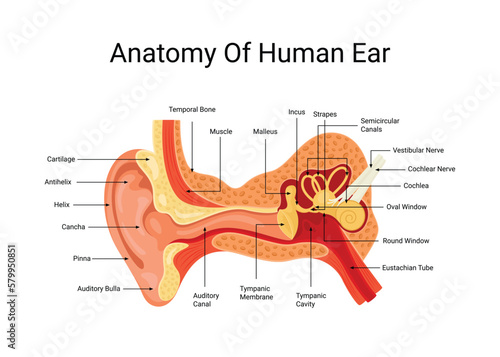 Anatomy of Human Ear Vector photo