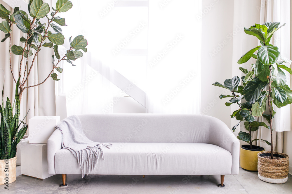 Bright and clean living room with tall plants and gray couch - obrazy, fototapety, plakaty 