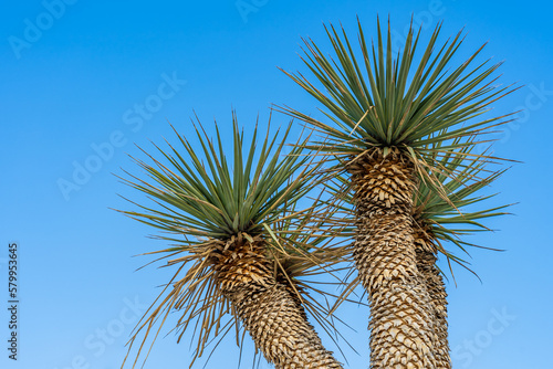 Dasylirion longissimum - Mexican Grass Tree photo