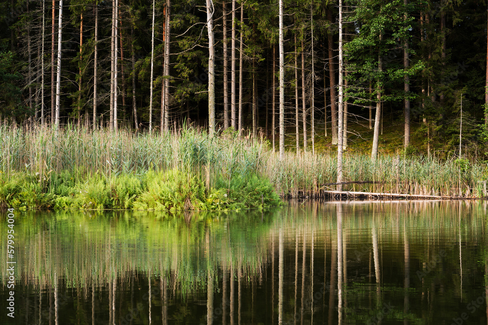 Lake in the forest