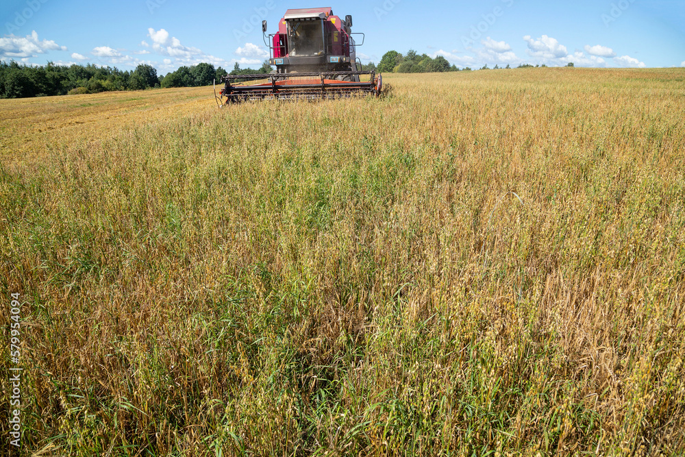 Fototapeta premium Harvesting with combines