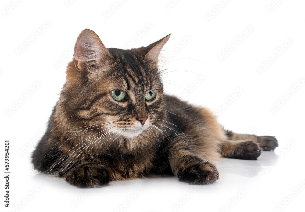 Fototapeta premium maine coon cat