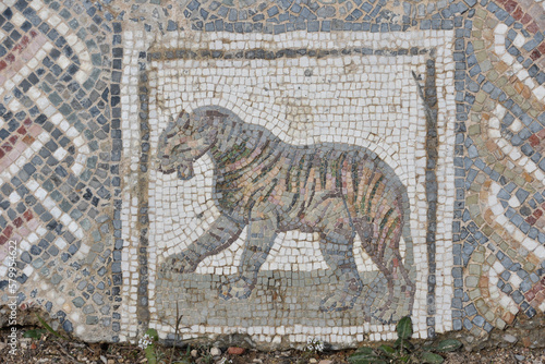 Ancient Roman Tiger Mosaic at Roman Villas of Carthage Archeological Site