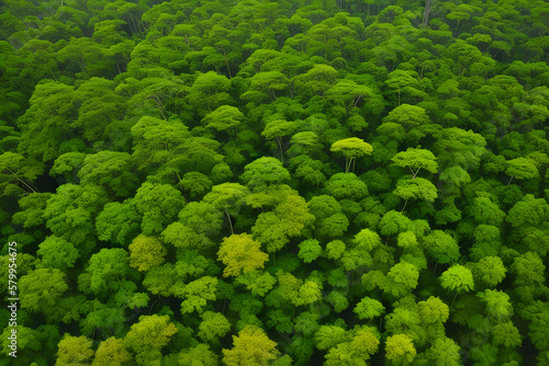 Trees in the forest of Uganda
