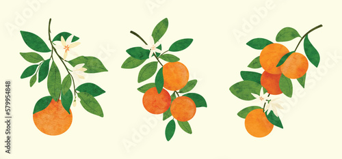 Orange tree branch