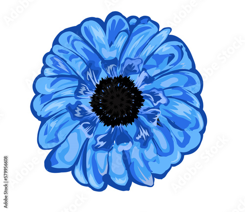 Blue realistic chrysanthemum flower isolated on white background