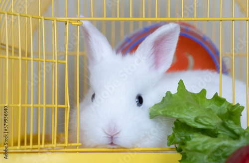 cuteness white rabbit in his cage with food