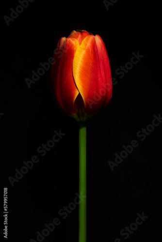 tulip  n rojo 