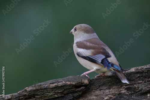 Photographie hawfinch on a branch