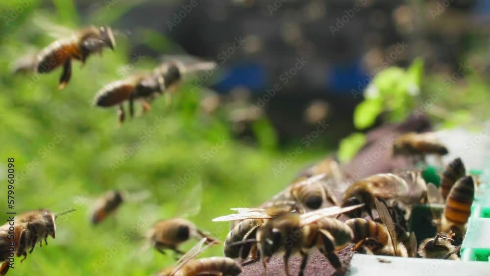 close up slow motion of honey bee flying in spring field at apiary close up slow motion of honey bee flying in spring field at apiary