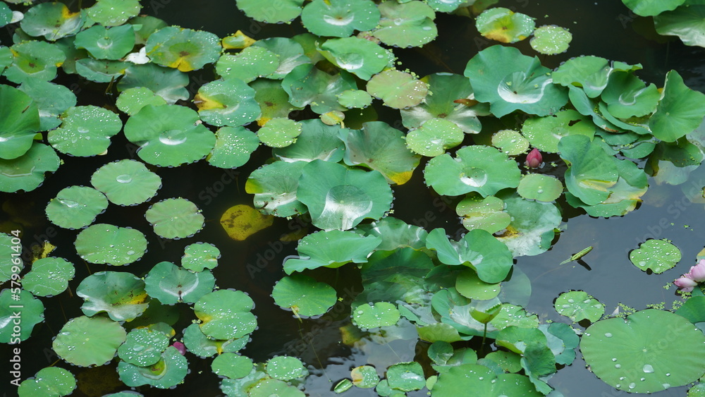 The classical Chinese garden view with one pond full of the lotus and lily The classical Chinese garden view with one pond full of the lotus and lily