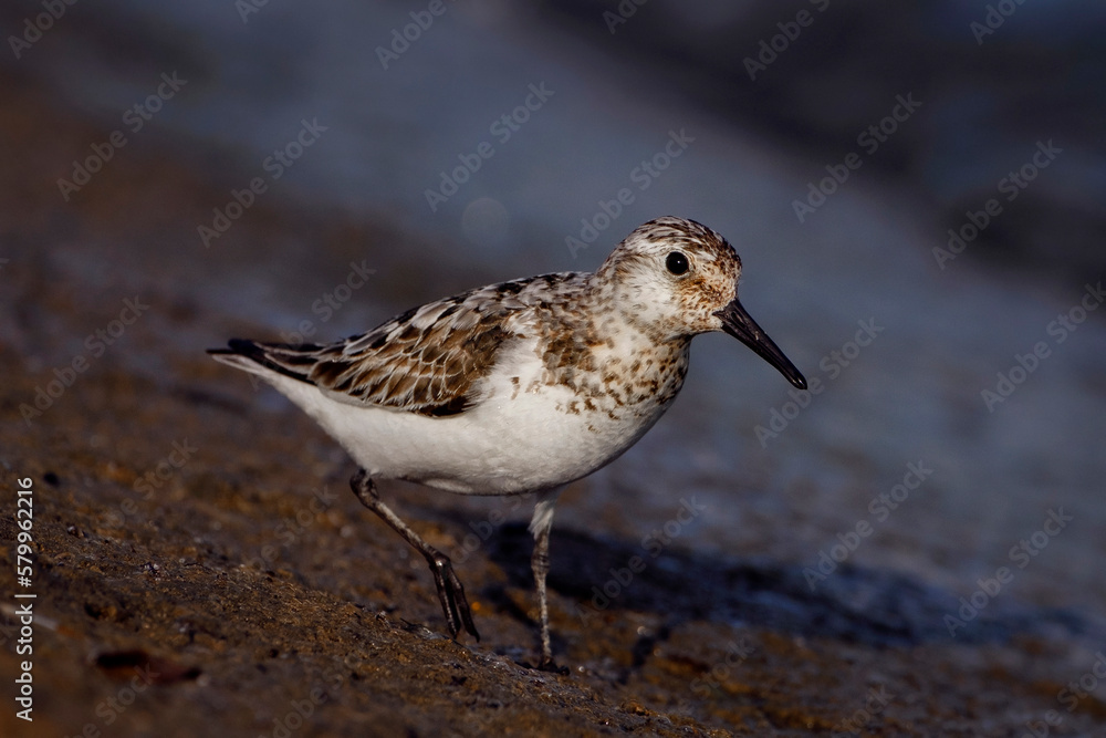 Sanderling on the shore, Calidris alba Sanderling on the shore, Calidris alba