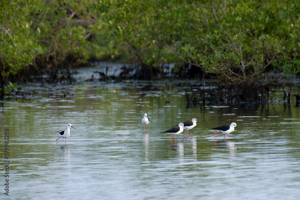 Black-winged stilts in the nature Black-winged stilts in the nature