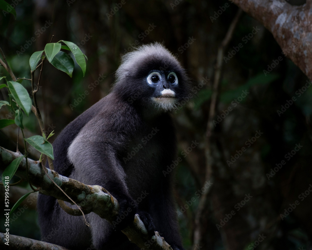 dusky leaf monkey in the forest, Thailand