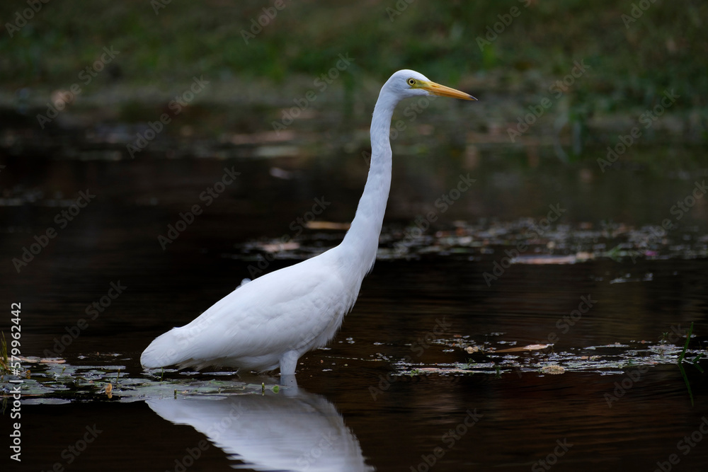 Intermediate egret or yellow-billed egret (Ardea intermedia) Intermediate egret or yellow-billed egret (Ardea intermedia)