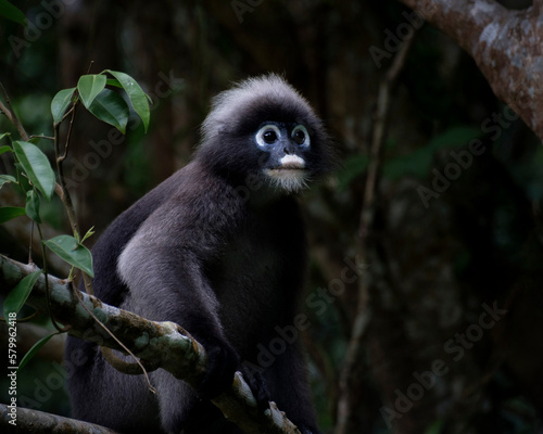 Fotografia dusky leaf monkey in the forest, Thailand