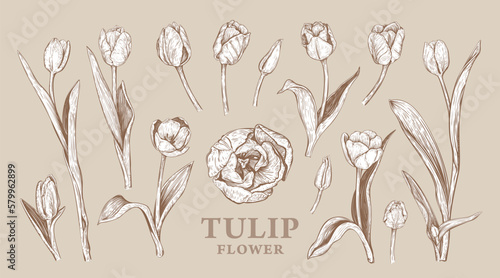 Fototapeta Naklejka Na Ścianę i Meble -  Set of hand drawn Spring Tulip flowers. Vector illustration of plant elements for floral design. Sepia sketch of realistic flowers isolated on a beige background. Beautiful bouquet of Tulips