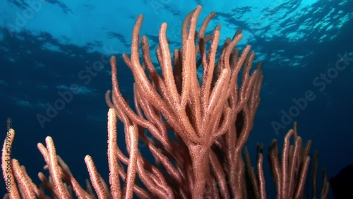 Coral underwater dancing because of current in background of surface. In conclusion, coral reefs are critical component of planets ecosystem and require immediate attention to ensure their survival. photo