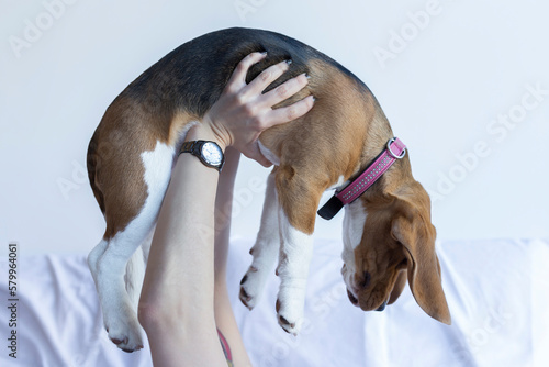 Cropped hands of playful woman lifting beagle at bedroom