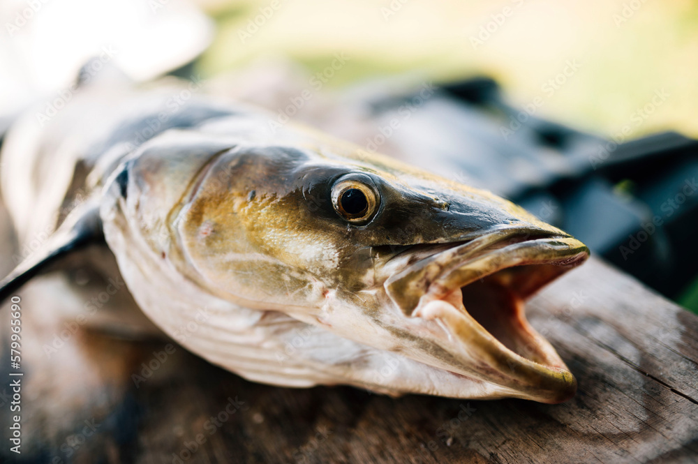 Close-up of dead fish on wood Close-up of dead fish on wood
