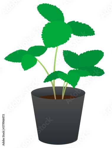 苺の苗イラスト素材　Strawberry seedlings illustration