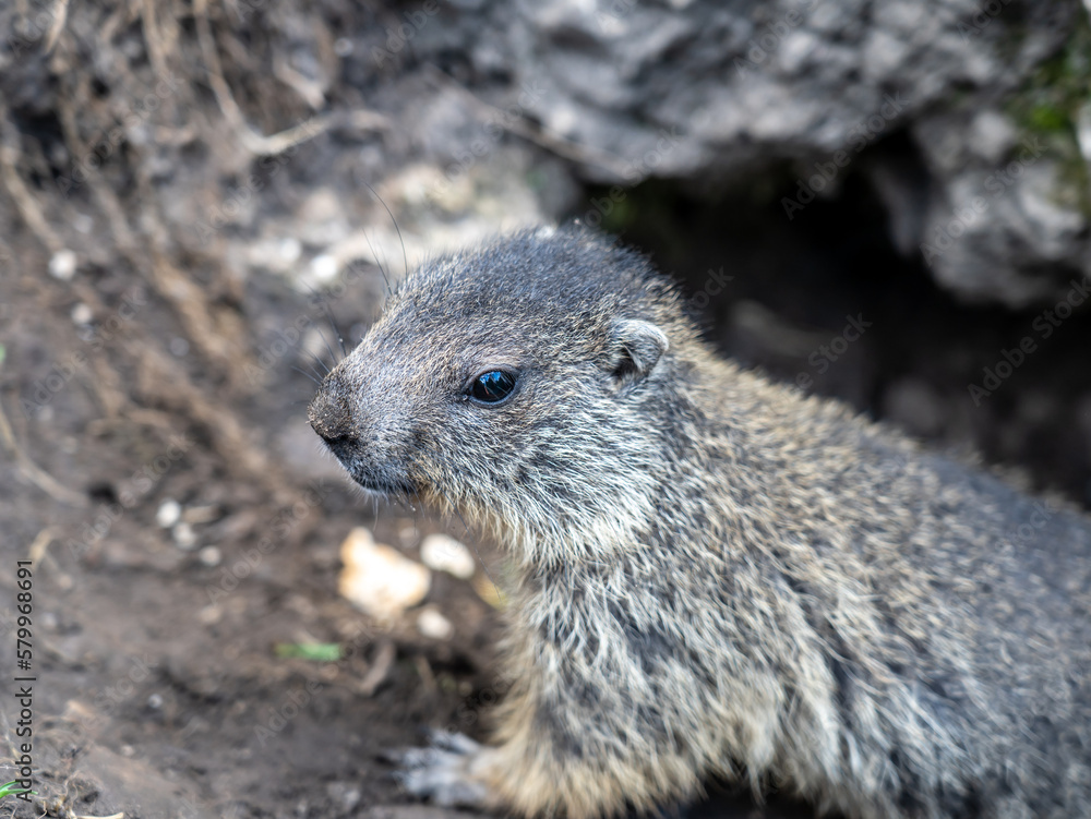 Naklejka premium Amazing close-up of a young marmot outside his burrow