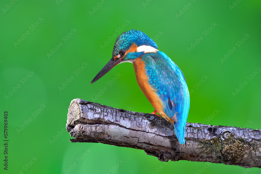 Obraz premium カワセミ(Kingfisher)