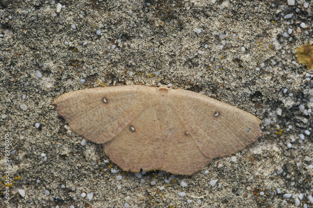 Closeup on an Oak Hook-tip moth,, Watsonalla binaria, sitting with spread wings Closeup on an Oak Hook-tip moth,, Watsonalla binaria, sitting with spread wings