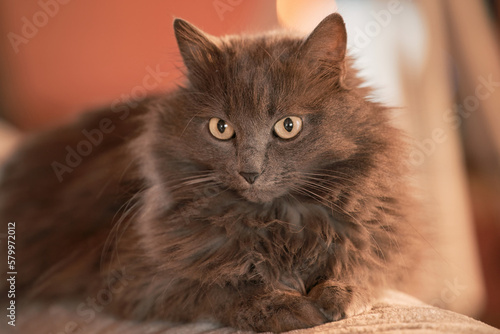 Interior portrait of a grey male cat. Concept of keeping home pets inside the house. photo