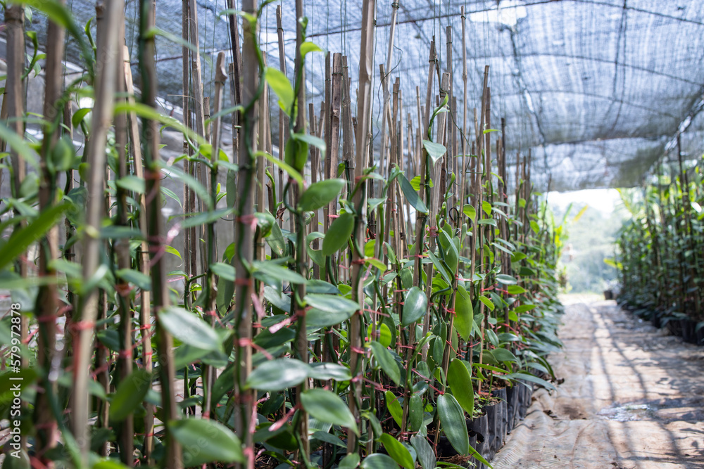 Obraz premium anilla plants are propagated from stem cuttings rather than seeds. Obtain healthy cuttings from a reputable source or from a mature vanilla plant.