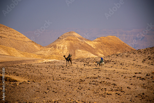 camels in the desert
