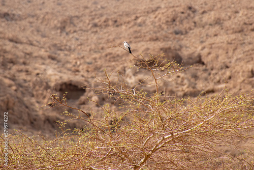 bird on a tree in the desert