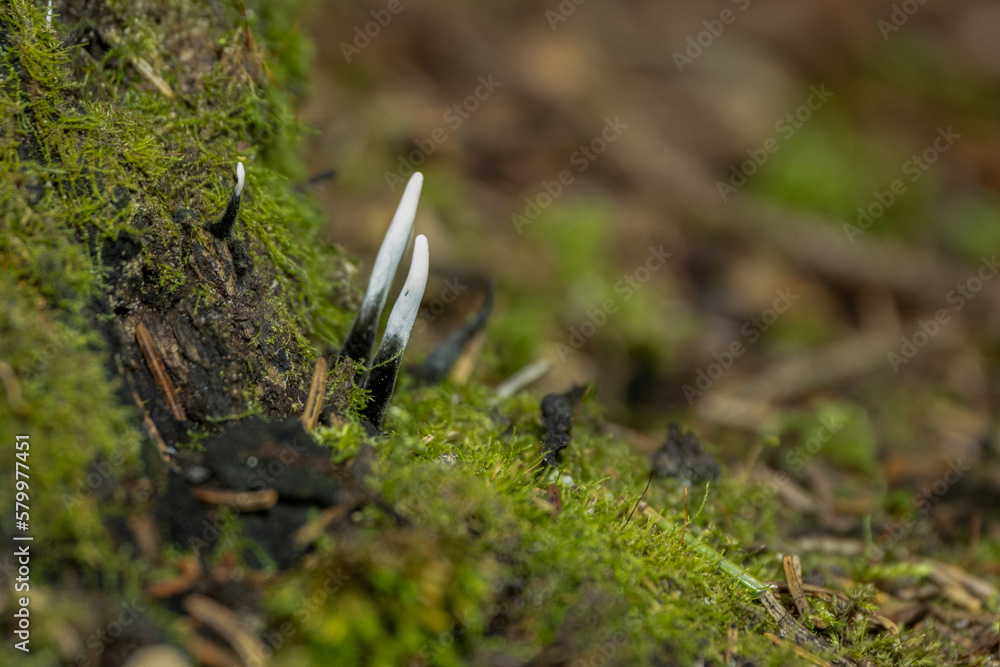 Amazing litte mushroom looks like branches with drops of dew - Xylaria hypoxylon Amazing litte mushroom looks like branches with drops of dew - Xylaria hypoxylon