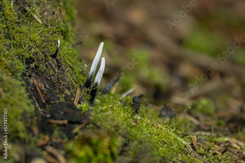Amazing litte mushroom looks like branches with drops of dew - Xylaria hypoxylon