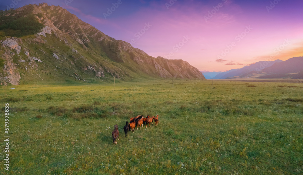 Horses in Summer landscape of Altai Mountains, aerial top view