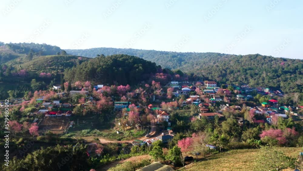 Aerial view drone fly over flower pink blossom Sakura flower or Prunus Cerasoides full bloom in Ban Rong Kla Village. Phu Lom Lo Mountain popular place for visit from tourism when pink sakura blossom Aerial view drone fly over flower pink blossom Sakura flower or Prunus Cerasoides full bloom in Ban Rong Kla Village. Phu Lom Lo Mountain popular place for visit from tourism when pink sakura blossom