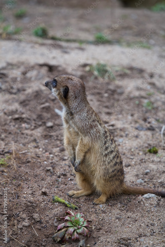 meerkat on the lookout meerkat on the lookout