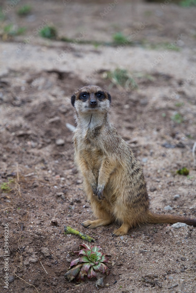 Fototapeta premium meerkat on guard