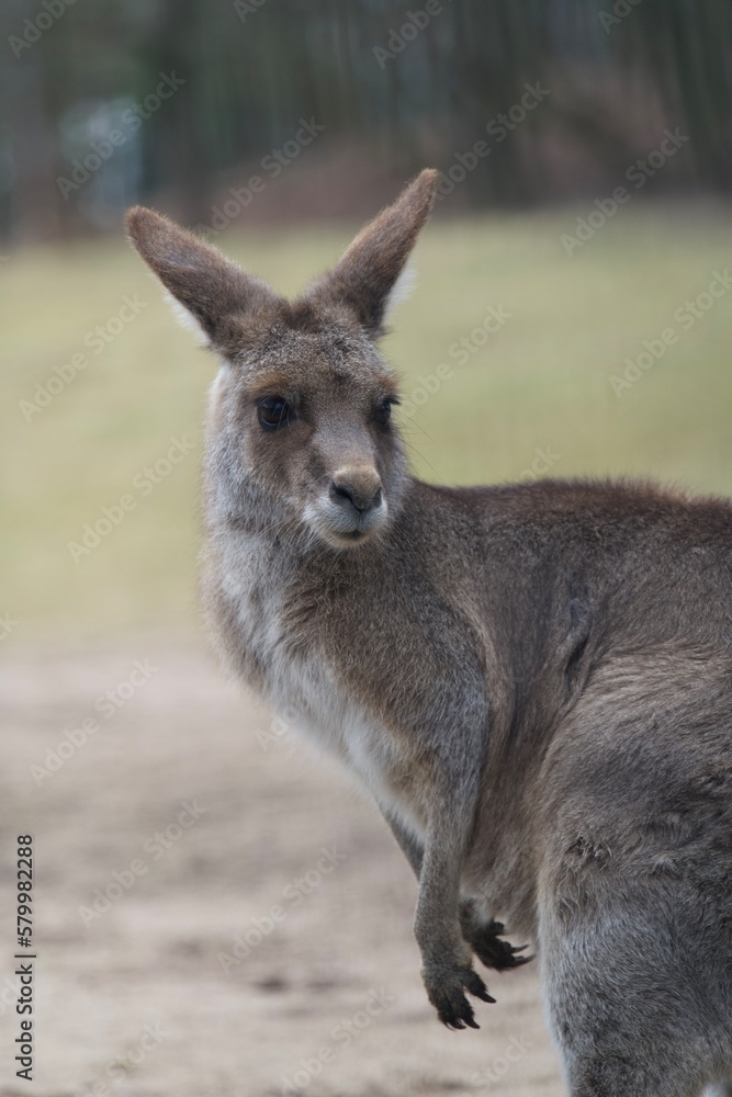 kangaroo 