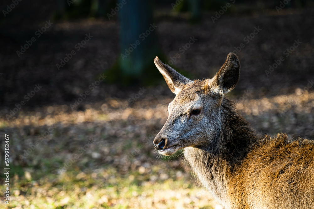 Fototapeta premium deer
